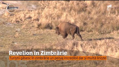 Revelion printre zimbri