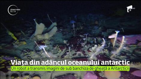 Imagini inedite ale vieţii de pe fundul Oceanului Antarctic au fost înregistrate de un robot subacvatic de cercetare