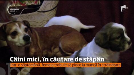 O femeie din Reșița caută stăpâni pentru doi căței de doar o lună si mama lor