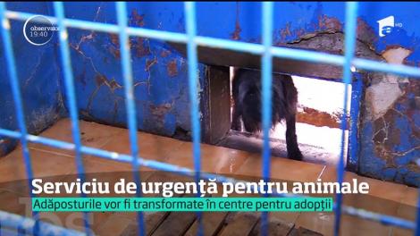 Animalele de companie din Capitală ar putea avea propriul sistem de urgenţă, dar şi un serviciu de poliţie veterinară