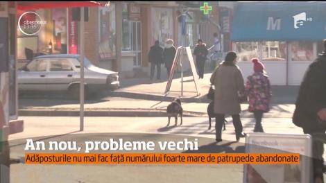 Sute de câini fără stăpân bântuie pe străzile din Moreni