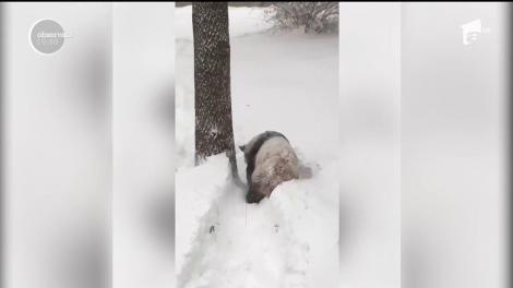 Prima ”baie” în zăpadă pentru un ursuleț panda