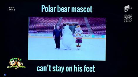 Smiley News: Cel mai prost urs polar din lume