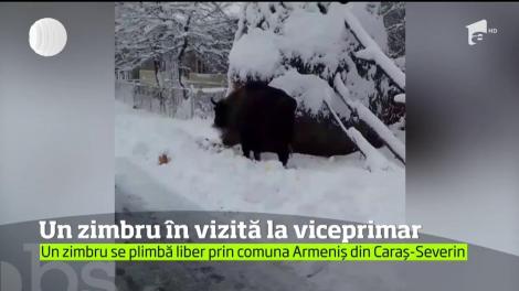 Un zimbru îi vizitează zilnic pe localnicii dintr-un sat din Caraş-Severin