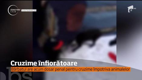 Un Pitbull periculos, a fost pus de stăpân să ucidă alte animale