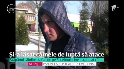Un tânăr din Arad și-a filmat pitbull-ul în timp ce ataca alți trei câini