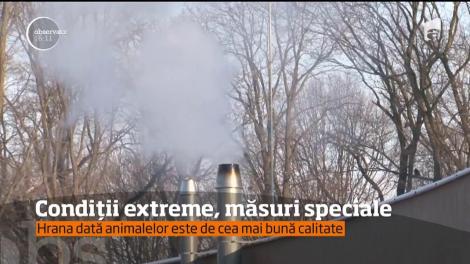 Pe ger, pentru animalele din grădinile zoologice s-au luat măsuri speciale