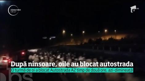 După ninsoare, o turmă de oi a blocat Autostrada Soarelui