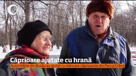 Autoritățile din Buzău au ajutat cu mâncare căprioarele din Parcul Crâng