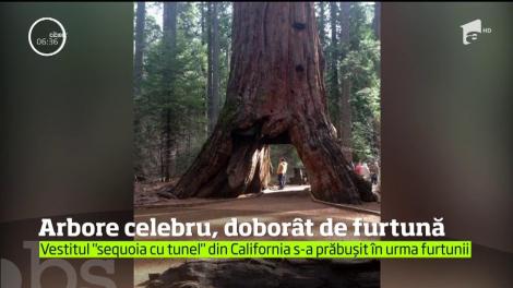 Cel mai cunoscut copac din SUA a fost doborât de o furtună