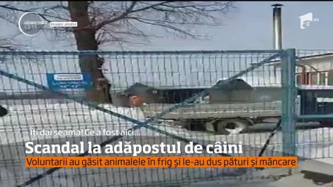 Scandal la adăpostul de câini din Focșani