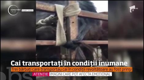 Trei bărbați care transportau cai în condiții revoltătoare au fost prinși