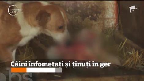Unele adăposturi publice nu oferă hrană animalelor și le lasă în frig