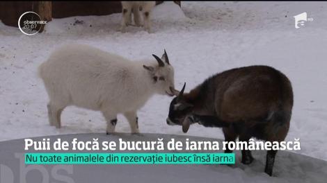 Puii de focă de la Delfinariul din Constanţa se bucură de iarna românească