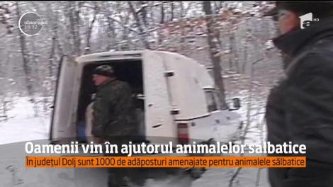 În județul Dolj sunt 1000 de adăposturi amenajate pentru animalele sălbatice
