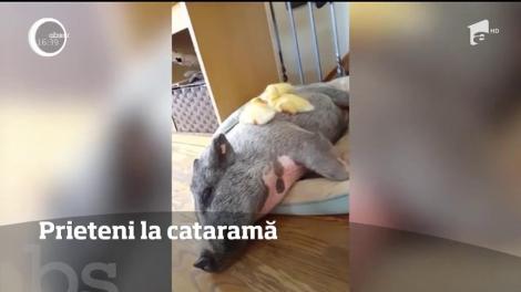 Trei răţuşte şi un purceluş, prieteni la cataramă