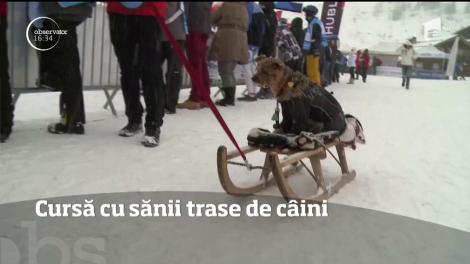 Cea mai spectaculoasă cursă cu sănii trase de câini