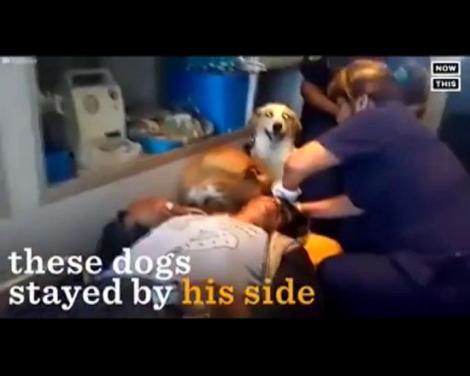 VIRAL. Devotamentul câinilor nu are limite! Au rămas alături de stăpânii lor, pe patul de spital, când prietenii au lipsit. Imaginile te lasă fără cuvinte