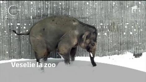 După ninsoare, veselie mare la Zoo