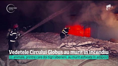 Vedetele Circului Globus au murit asfixiate în cuști!