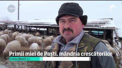 Primii miei de Paști, mândria ciobanilor