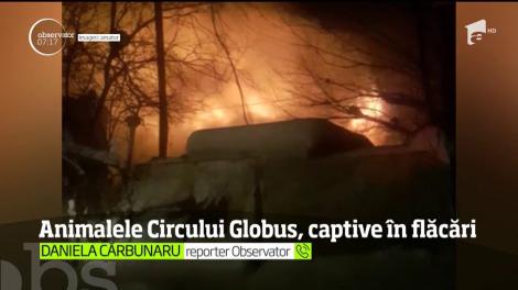 Animalele Circului Globus sunt captive într-o hală ce arde cu flăcări uriaşe. Pompierii încearcă, de mai multe ore, să ajungă la ele