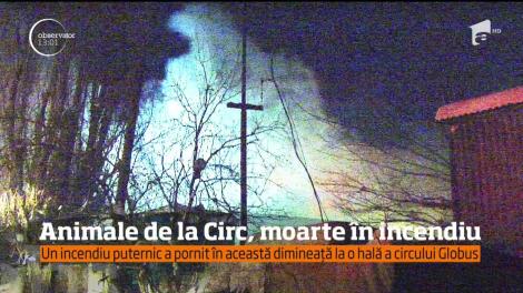 Un incendiu puternic a ars o hală al circului Globus. 11 animale au decedat