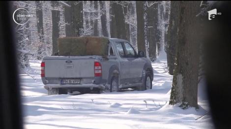 Vănătorii din Prahova au grijă ca în punctele de hrănire din păduri, să ducă la două zile, fân, porumb, pâine și sare