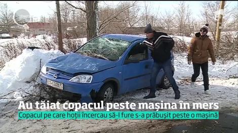 Mai mulţi bărbaţi din Corbu au tăiat un copac ce a căzut peste o maşină în mers!
