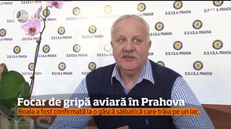 Focar de gripă aviară în Prahova. Boala a fost confirmată la o gâscă sălbatică care trăia pe un lac