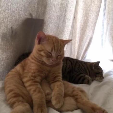 La „HAM/ MIAU Talent” ar lua marele premiu! O pisicuță tărcată, obosită nevoie-mare, nu vrea să se lase pradă somnului!