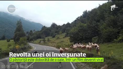 O păstoriţă din Germania a fost atacată de o oaie