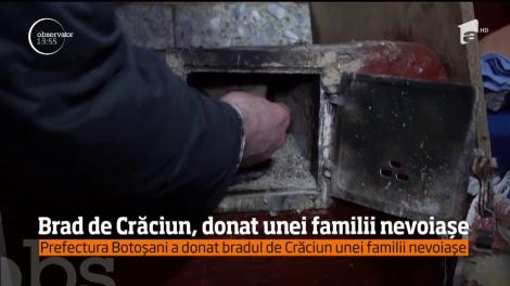 Brad de Crăciun, donat unei familii nevoiașe