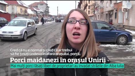 Mai mulți porci lăsați liberi de proprietari au invadat străzile din Alba Iulia