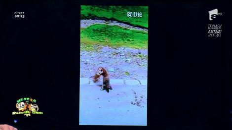 Smiley News: Răfuială în trafic. Doi hârciogi, bătaie ca în ringul de box!