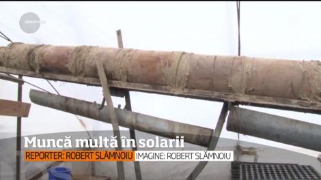 Frigul le da bătăi de cap cultivatorilor de trufandale din Dâmboviţa