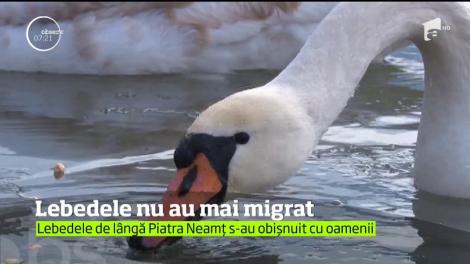 Lebedele de lângă Piatra Neamţ nu au mai migrat. Un medic veterinar le hrăneşte zilnic