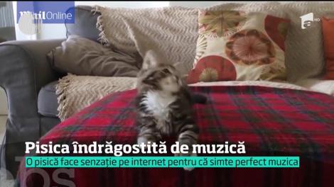 Pisi, te fac un club? Ea e Winnie, felina care își miscă perfect capul pe ritmuri electronice și care a cucerit internetul (VIRAL)