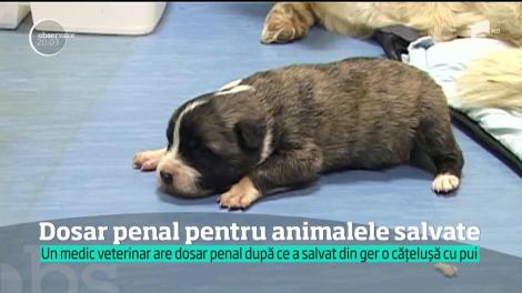 Un medic veterinar din Gorj s-a ales cu dosar penal pentru că a salvat mai multe animale