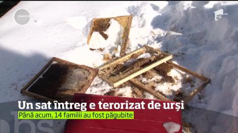 E panică în satul Jacodu, în Mureş. De o lună, oamenii sunt terozitaţi de urşi!