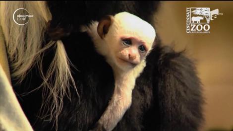 VIDEO! Mica maimuță care a cucerit pe loc inimile internauților: are ochi albaștri și blana de culoare albă!