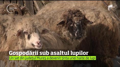Un sat din județul Mureș a devenit ținta unei haite de lupi