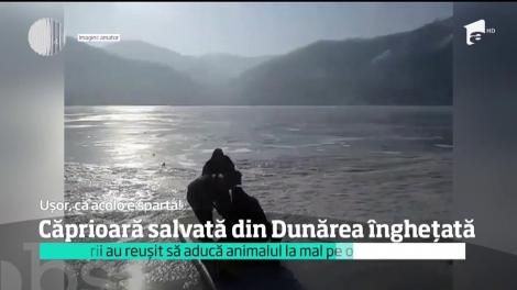 Mehedinţi: O căprioară, salvată de pompieri din sloiurile Dunării