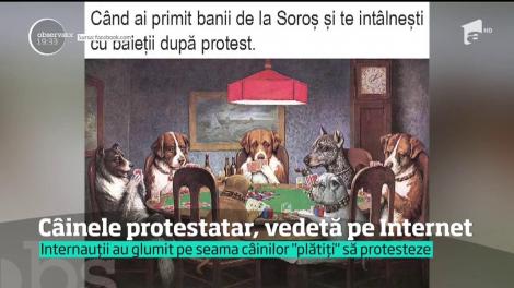 Câinele protestatar face senzaţie pe internet