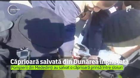 Pompierii şi scafandrii din Mehedinţi au salvat o căprioară din Dunărea îngheţată
