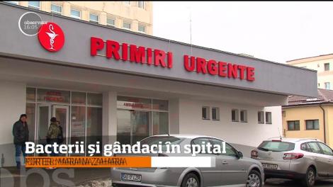 Bacterii și gândaci în spitalul de Pediatrie Pitești