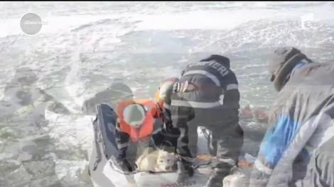 Câine salvat din apa înghețată. Animalul se zbătea la aproximativ 20 de metri de mal