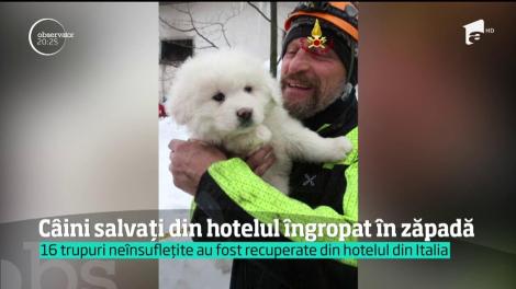 Din hotelul îngropat de avalanşă, în Italia, salvatorii au scos şi trei pui de câine