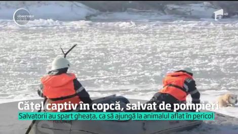 Operaţiune de salvare emoţionantă în Lugoj. Pomperii au adus la mal un câine blocat în mijlocul unui lac îngheţat