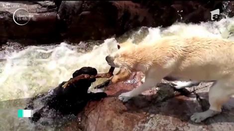 Un golden retriever salvează viaţa partenerului său, ce riscă să se înece